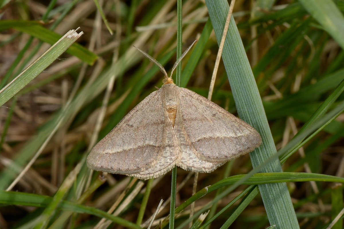 Geometridae? S, Isturgia arenacearia